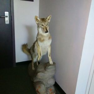 Meet your Posher, Rylee